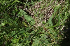 Phyteuma betonicifolium