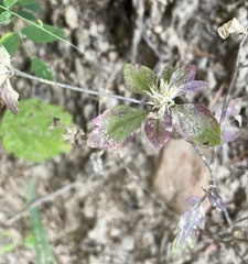Collomia heterophylla