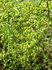 Artemisia annua