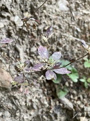 Collomia heterophylla