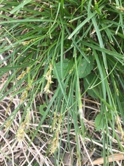 Carex spicata