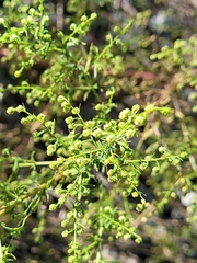 Artemisia annua