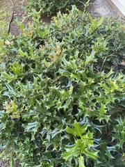 Osmanthus heterophyllus