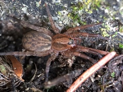 Trochosa