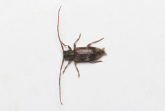 Exocentrus lusitanus