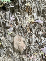 Collomia heterophylla