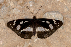 Phaedyma shepherdi
