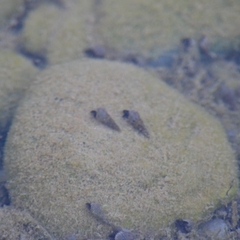 Melanoides tuberculata