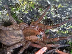 Trochosa