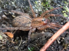 Trochosa