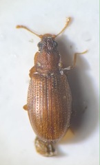 Enicmus histrio