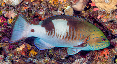 Gracila albomarginata