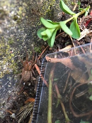Trochosa