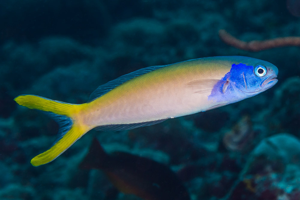 Bluehead Tilefish