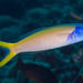 Bluehead Tilefish - Photo (c) François Libert, some rights reserved (CC BY-NC-SA), uploaded by François Libert