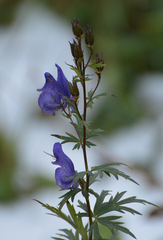 Aconitum nasutum