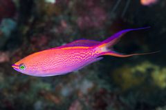 Pyronotanthias smithvanizi