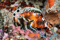 Dendrochirus biocellatus