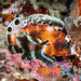 Twinspot Lionfish - Photo (c) François Libert, some rights reserved (CC BY-NC-SA), uploaded by François Libert