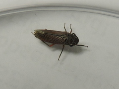 Cuerna costalis