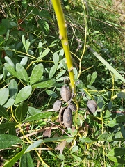 Baptisia alba