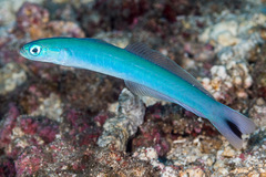 Ptereleotris heteroptera