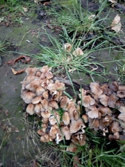 Coprinellus micaceus