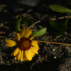 Gaillardia aristata