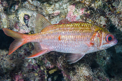 Sargocentron punctatissimum