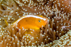 Amphiprion sandaracinos