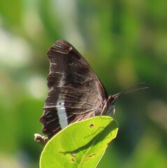 Eurytela hiarbas