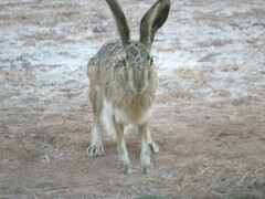 Lepus granatensis