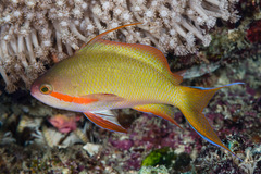 Pseudanthias huchtii