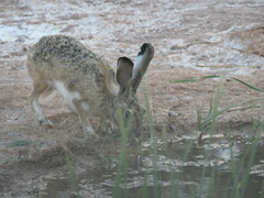 Lepus granatensis