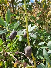 Baptisia alba