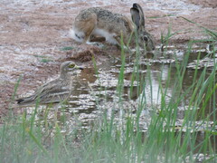 Lepus granatensis