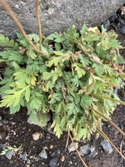 Papaver radicatum