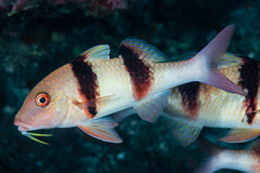 Doublebar Goatfish photo 2