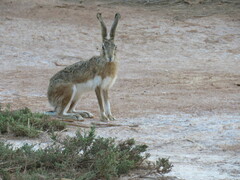 Lepus granatensis