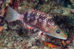 Oxycheilinus digramma