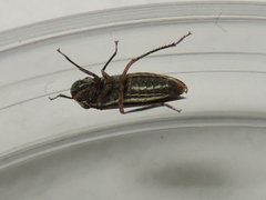 Cuerna costalis