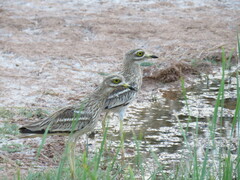 Burhinus oedicnemus
