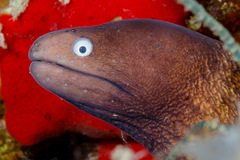 Gymnothorax thyrsoideus