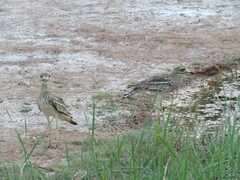 Burhinus oedicnemus
