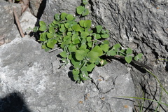 Carlowrightia torreyana