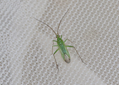 Blepharidopterus angulatus