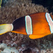 Clark's Anemonefish - Photo (c) François Libert, some rights reserved (CC BY-NC-SA), uploaded by François Libert
