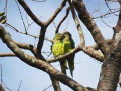 Eupsittula aurea