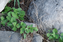Carlowrightia torreyana