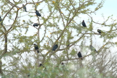 Chrysomus ruficapillus